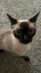 Lost Female Cat last seen W Rockrimmon Blvd & Demonico Dr, Colorado Springs, CO 80919