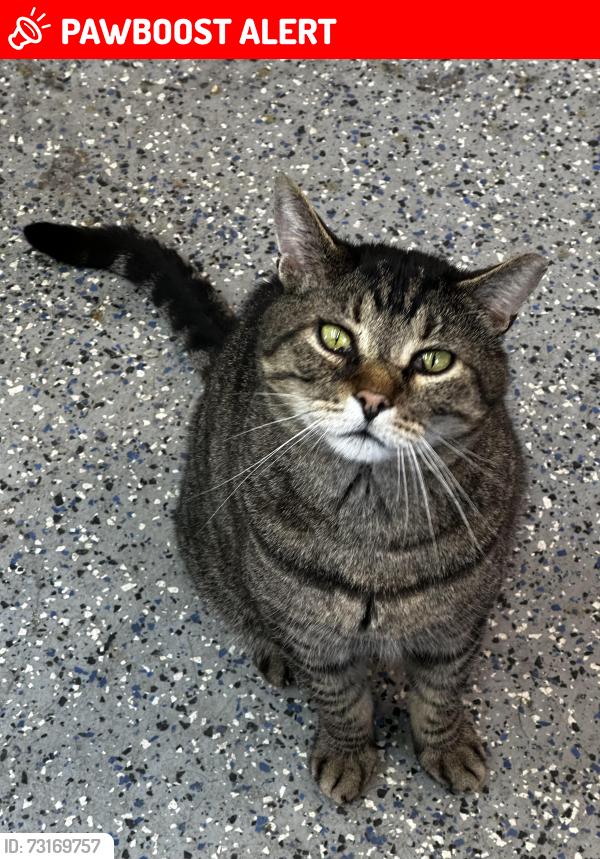 Lost Male Cat last seen Rose road, Snohomish County, WA 98223