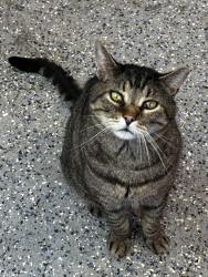 Lost Male Cat last seen Rose road, Snohomish County, WA 98223