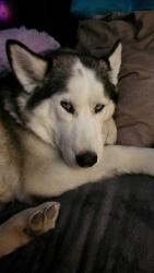 Lost Female Dog last seen Saratoga Drive, El Paso, TX 79912