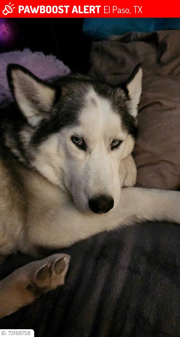 Lost Female Dog last seen Saratoga Drive, El Paso, TX 79912