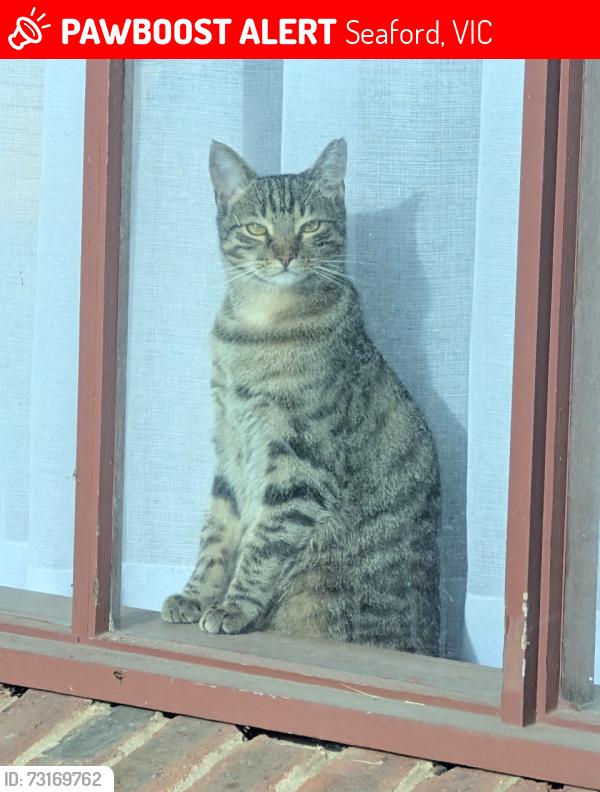 Lost Male Cat last seen Overton Raod, Seaford, VIC 3198