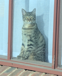Lost Male Cat last seen Overton Raod, Seaford, VIC 3198