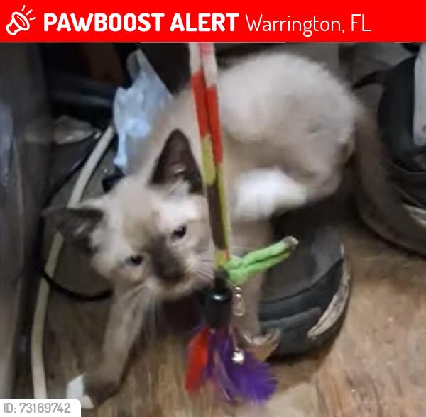 Lost Male Cat last seen Weller Ave and Gerald Rd, Warrington, FL 32507