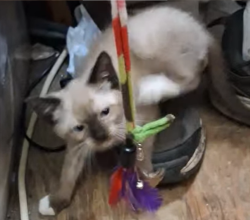 Lost Male Cat last seen Weller Ave and Gerald Rd, Warrington, FL 32507