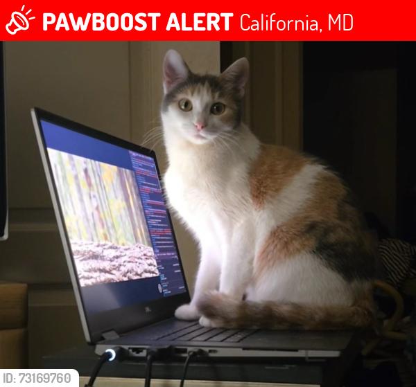 Lost Female Cat last seen Green Holly Elementary, Esprensa Lane, Kimberly CT, 7Eleven, California, MD 20653