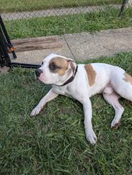 Found/Stray Male Dog last seen Gist avenue and Nelson Avenue, Baltimore, MD 21215