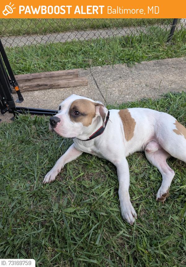Found/Stray Male Dog last seen Gist avenue and Nelson Avenue, Baltimore, MD 21215