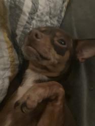 Lost Female Dog last seen Liles, Humble, TX 77396
