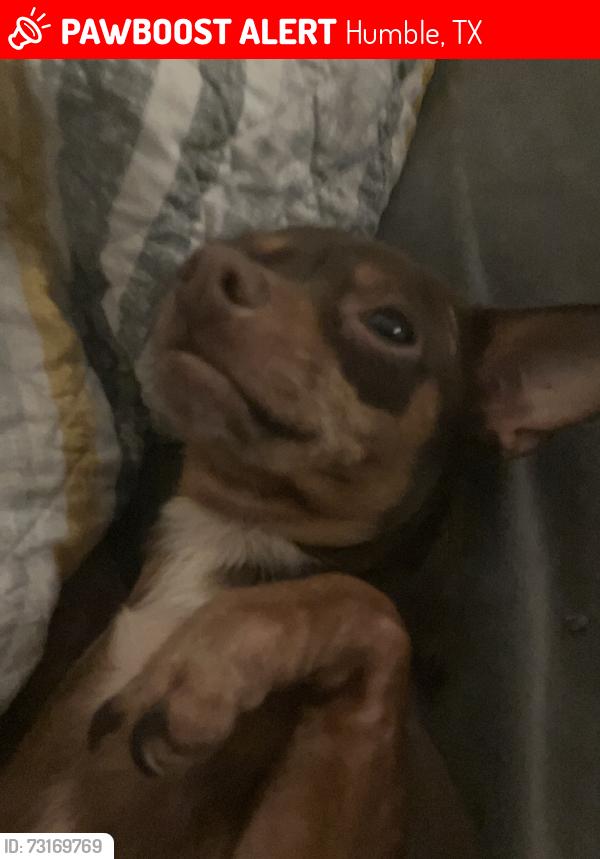 Lost Female Dog last seen Liles, Humble, TX 77396