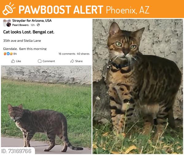 Found/Stray Unknown Cat last seen 35ave and Stella lane, Phoenix, AZ 85019