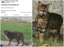 Found/Stray Unknown Cat last seen 35ave and Stella lane, Phoenix, AZ 85019