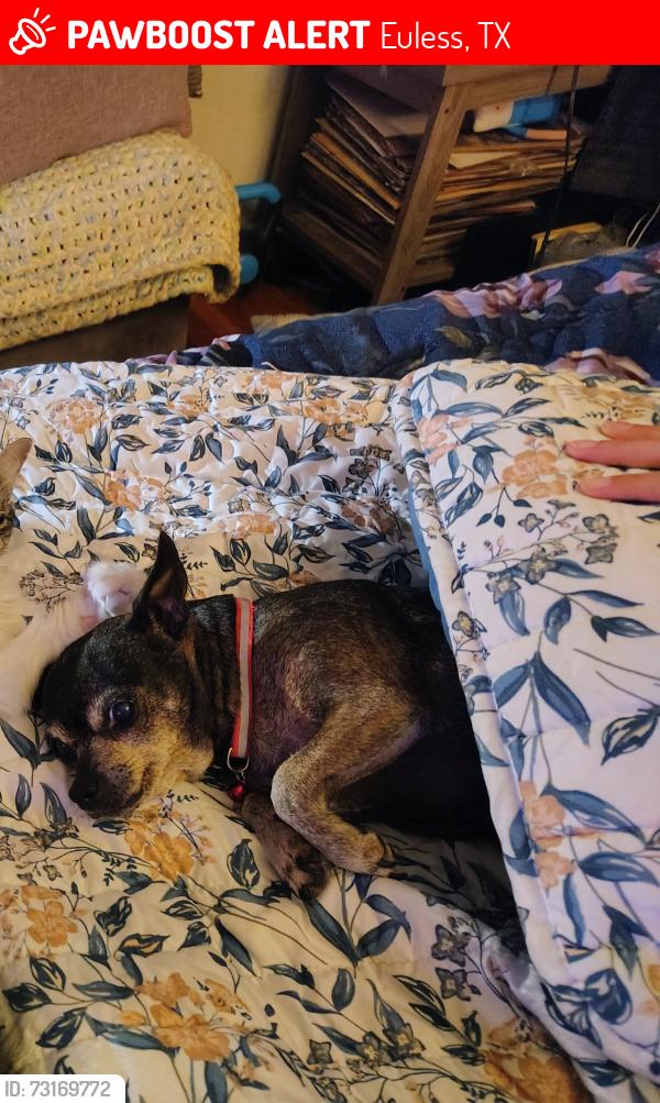 Lost Female Dog last seen Hollywood and Oakwood in Euless TX, Euless, TX 76040