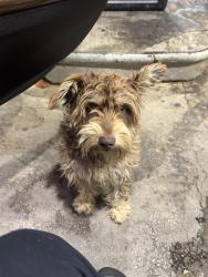 Found/Stray Male Dog last seen Speedway gas station, Mint Hill, NC 28227