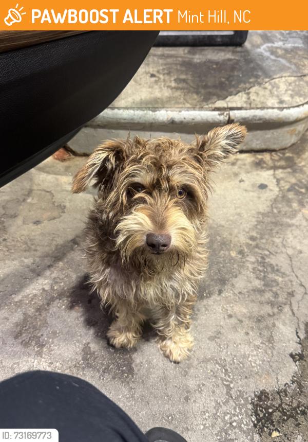 Found/Stray Male Dog last seen Speedway gas station, Mint Hill, NC 28227