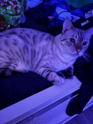 Lost Male Cat last seen Commerce Ave ,newbold ave, The Bronx, NY 10462