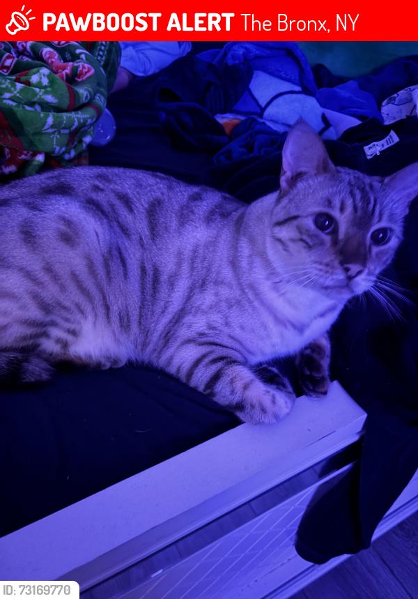 Lost Male Cat last seen Commerce Ave ,newbold ave, The Bronx, NY 10462