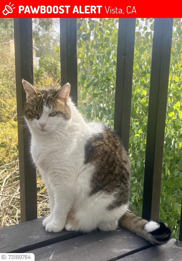 Lost Female Cat last seen Buena Creek and Ora Avo, Vista, CA 92084