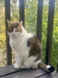 Lost Female Cat last seen Buena Creek and Ora Avo, Vista, CA 92084