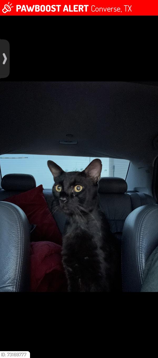 Lost Male Cat last seen Nubuck Branch Converse, TX 78109, Converse, TX 78109