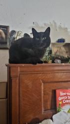 Lost Male Cat last seen Found his collar at East 1200 Shelley. Hopefully is in the area around there but its been three ish months, Shelley, ID 83274