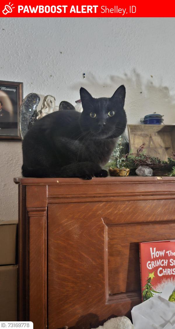 Lost Male Cat last seen Found his collar at East 1200 Shelley. Hopefully is in the area around there but its been three ish months, Shelley, ID 83274