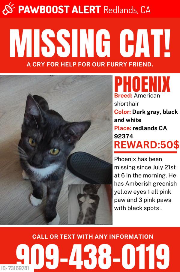 Lost Male Cat last seen Near Tudor Ct, Redlands, CA 92374, Redlands, CA 92374