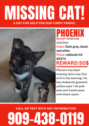 Lost Male Cat last seen Near Tudor Ct, Redlands, CA 92374, Redlands, CA 92374