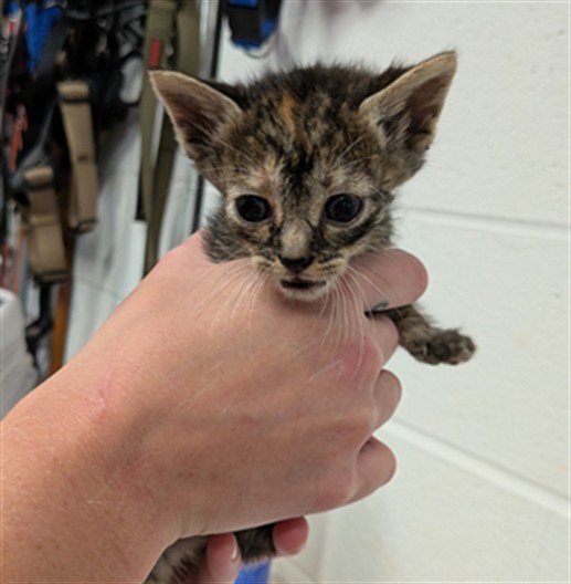 Shelter Stray Female Cat last seen OFALLON, 4850 Mid Rivers Mall Dr, St Peters, MO 63376, USA