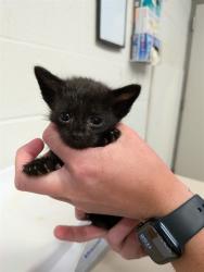 Shelter Stray Male Cat last seen OFALLON, 4850 Mid Rivers Mall Dr, St Peters, MO 63376, USA