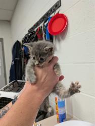 Shelter Stray Female Cat last seen OFALLON, 4850 Mid Rivers Mall Dr, St Peters, MO 63376, USA