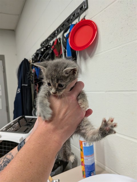 Shelter Stray Female Cat last seen OFALLON, 4850 Mid Rivers Mall Dr, St Peters, MO 63376, USA