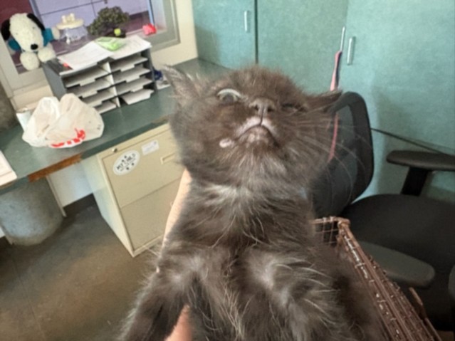 Shelter Stray Female Cat last seen , West Valley Animal Shelter, 20655 Plummer St, Chatsworth, CA 91311, USA