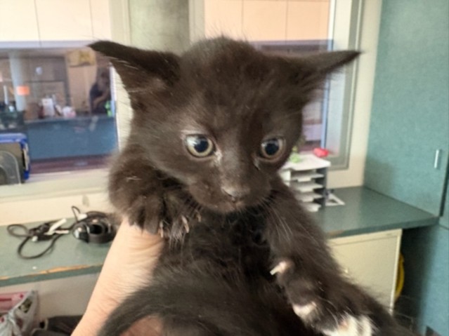 Shelter Stray Male Cat last seen , West Valley Animal Shelter, 20655 Plummer St, Chatsworth, CA 91311, USA