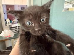 Shelter Stray Male Cat last seen , West Valley Animal Shelter, 20655 Plummer St, Chatsworth, CA 91311, USA