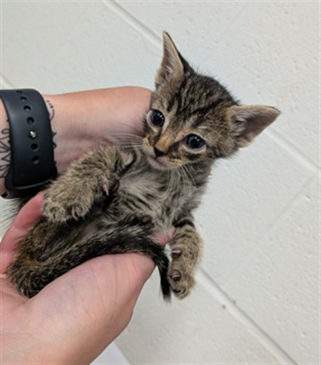 Shelter Stray Male Cat last seen OFALLON, 4850 Mid Rivers Mall Dr, St Peters, MO 63376, USA