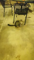Reunited Unknown Cat last seen Dogwood st and Palo Verde, Henderson, NV 89015
