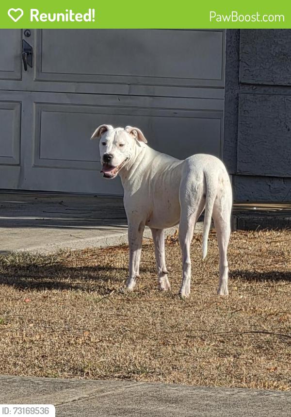 Reunited Female Dog last seen Tomich Ct, Honolulu, HI 96818