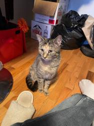 Lost Female Cat last seen 19ave SE, Calgary, AB 