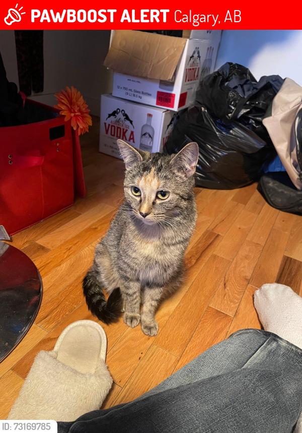 Lost Female Cat last seen 19ave SE, Calgary, AB 