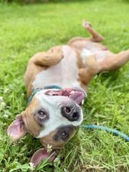 Shelter Stray Female Dog last seen Near BLOCK LIVERPOOL LN, 3528 Newburg Rd, Louisville, KY 40218, USA