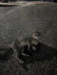 Found/Stray Male Cat last seen Houston tx, Houston, TX 77060
