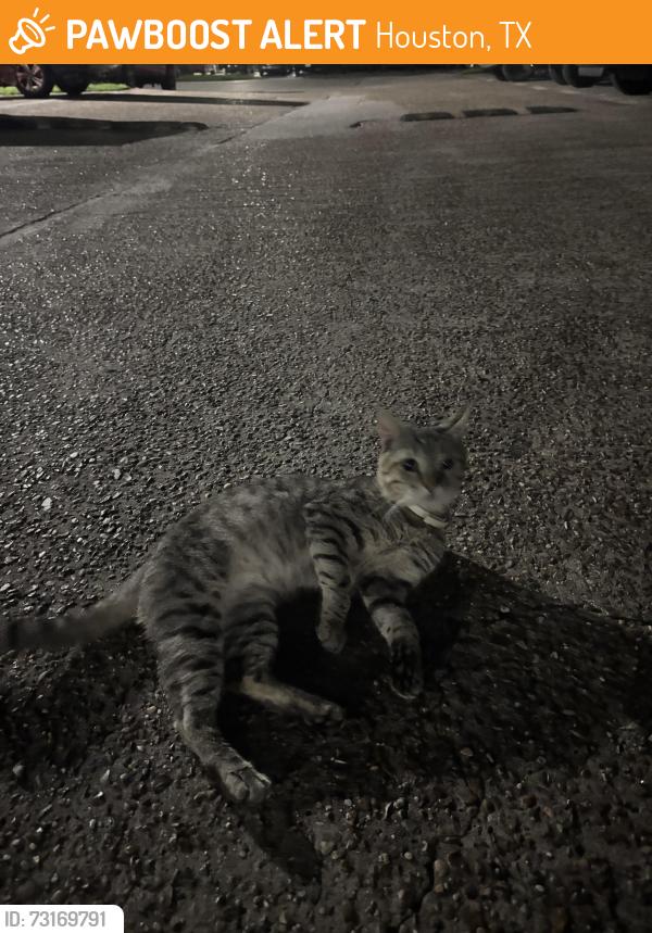 Found/Stray Male Cat last seen Houston tx, Houston, TX 77060