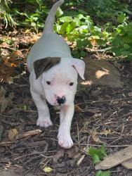 Shelter Stray Male Dog last seen Near BLOCK PINDELL AVE, 3528 Newburg Rd, Louisville, KY 40218, USA