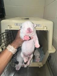 Shelter Stray Male Dog last seen Near BLOCK PINDELL AVE, 3528 Newburg Rd, Louisville, KY 40218, USA
