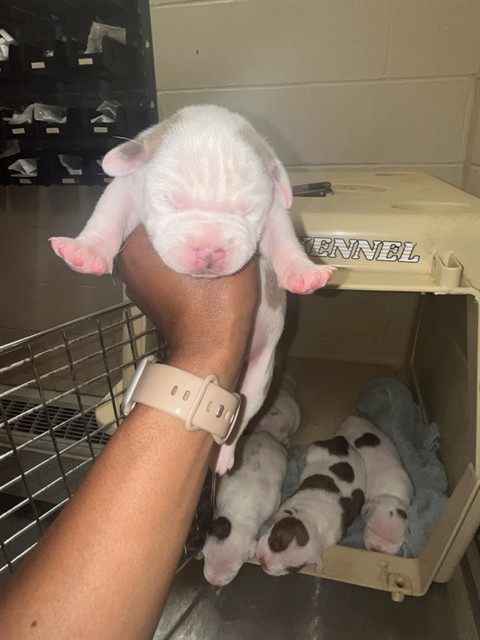 Shelter Stray Male Dog last seen Near BLOCK PINDELL AVE, 3528 Newburg Rd, Louisville, KY 40218, USA