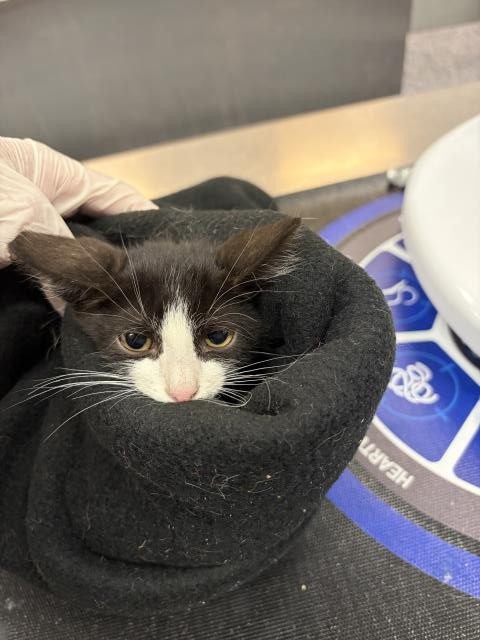 Shelter Stray Male Cat last seen Near BLOCK HIGHWAY 111, LA QUINTA, CA, 72050 Pet Land Pl, Thousand Palms, CA 92276, USA