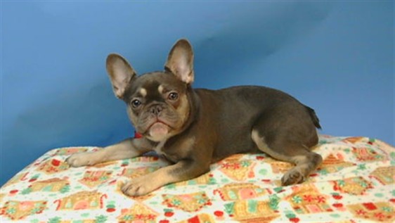 Shelter Stray Female Dog last seen , 216 W Victoria St, Gardena, CA 90248, USA