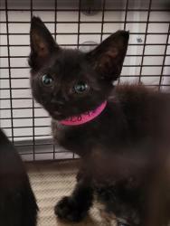 Shelter Stray Male Cat last seen , 1850 W 60th St, Los Angeles, CA 90047, USA