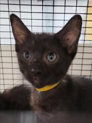Shelter Stray Male Cat last seen , 1850 W 60th St, Los Angeles, CA 90047, USA